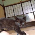 やんちゃで元気いっぱいな黒猫の男の子です