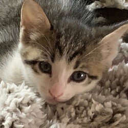 里親になりました。