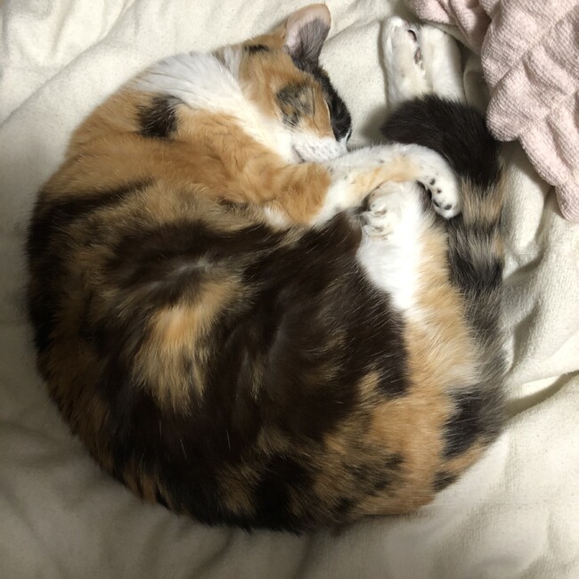 ゆきみけのカバー写真