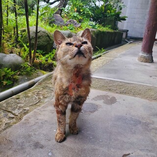 近所の厄介者と呼ばれる傷だらけのサビちゃん