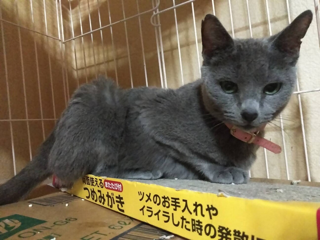 ブリーダー廃業による引き」埼玉県 - 猫の里親募集(315667 