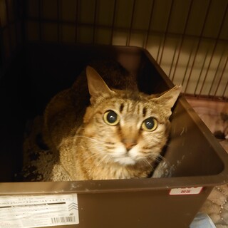 TVに取り上げられた崩壊現場からレスキューキジトラ