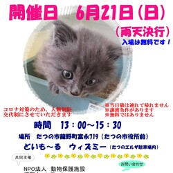 猫の里親会