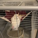 カナディアンフェレット（ホワイト）