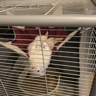 カナディアンフェレット（ホワイト）