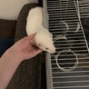 カナディアンフェレット（ホワイト） サムネイル2