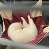 カナディアンフェレット（ホワイト） サムネイル3
