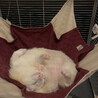カナディアンフェレット（ホワイト） サムネイル4