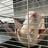 カナディアンフェレット（ホワイト） サムネイル5