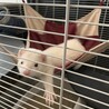 カナディアンフェレット（ホワイト） サムネイル6