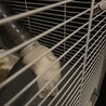 カナディアンフェレット（ホワイト） サムネイル7