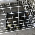 カメ可愛がってくれる方お願いします。
