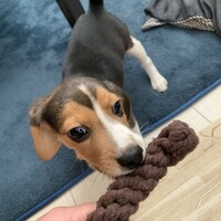 ナル