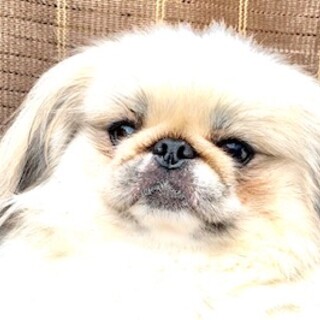 ペキニーズの女の子