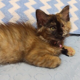 長毛のメグちゃん♪LINEビデオ通話お見合い可