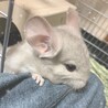 くろうに