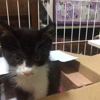 ぼくに家族ができたよ！