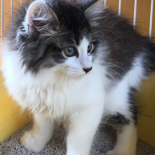 ちょっと怖がりな2〜3カ月子猫