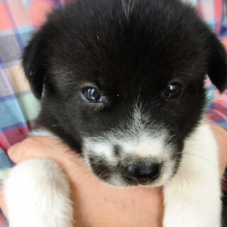 子犬の里親様募集中 ラスト1匹です