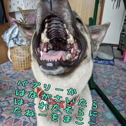 桃の助と妄想劇場