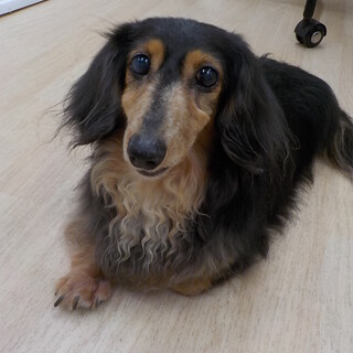 ♡おっとりな♡ピーチちゃん推定10才