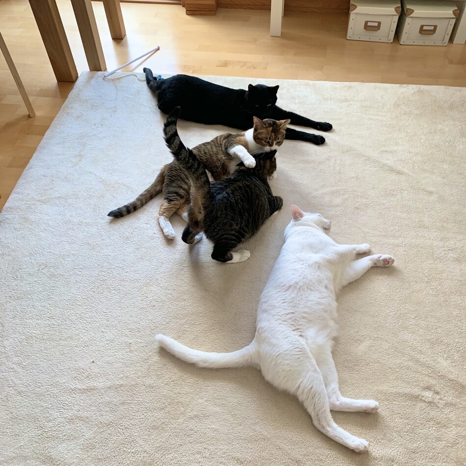 あくびのカバー写真