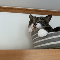 ごじゃる