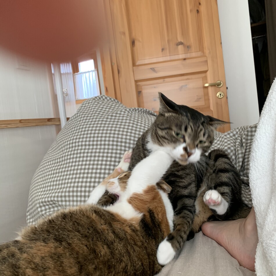 ごじゃるのカバー写真