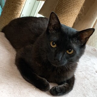 猫が大好きな男の子（生後８か月くらい）