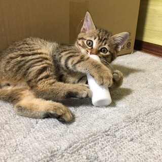 優しいお顔のきじねこくん