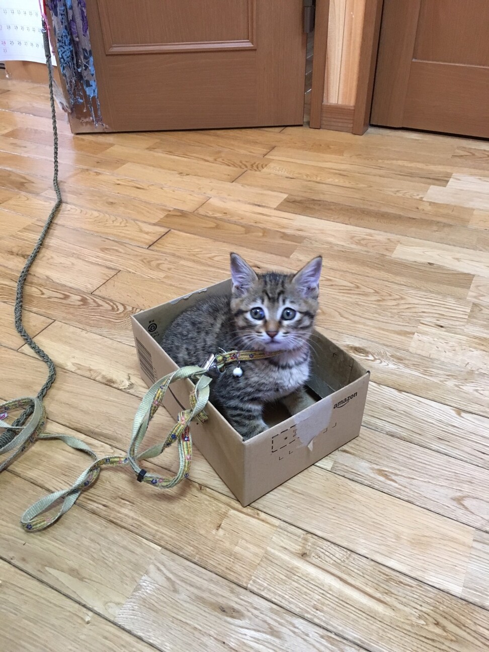 優しいお顔のきじねこくん」福岡県 - 猫の里親募集(315700) :: ペット