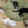 こいも金時ぽてと
