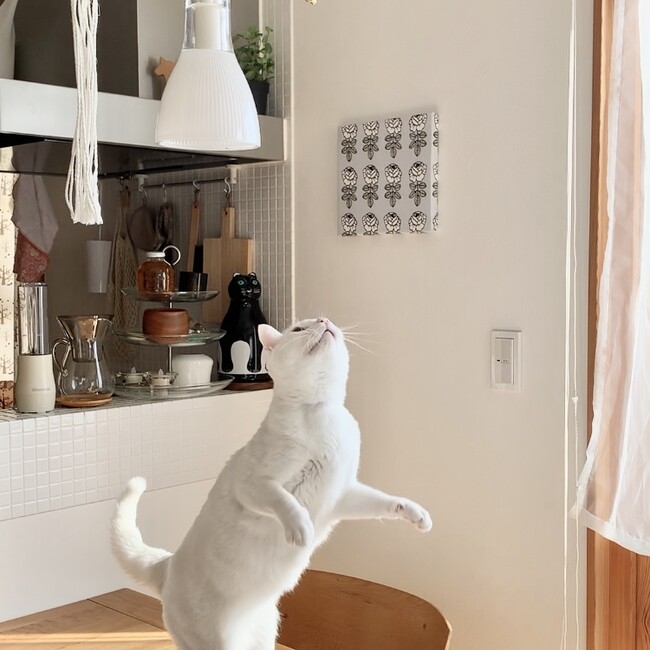 こいも金時ぽてとのカバー写真