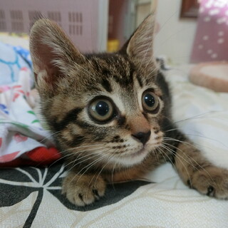 里親さま決定しました！ありがとうございました。