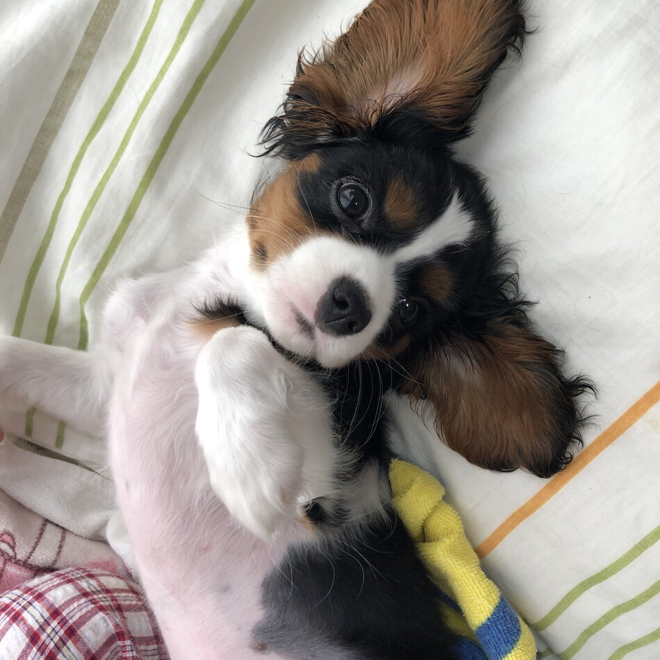 ウイ･クロロのカバー写真