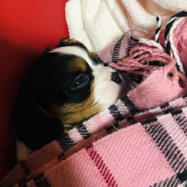 生まれて1ヶ月半の頃。かわいい