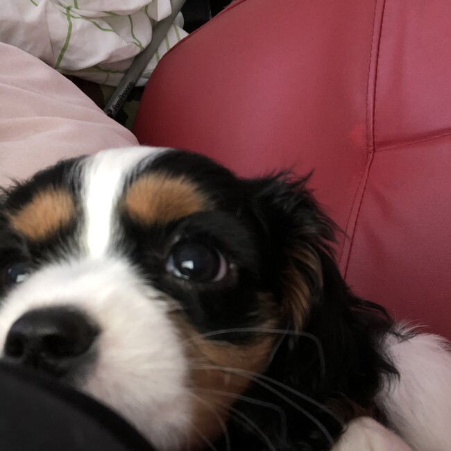 ぽめきゃばのカバー写真