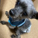 ヨーキーの甘えん坊シニア犬