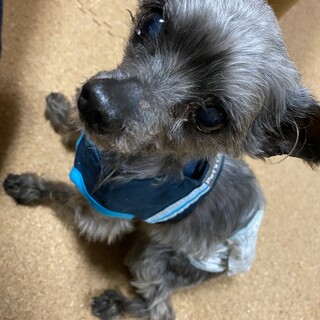 ヨーキーの甘えん坊シニア犬