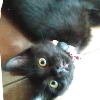 奥ゆかしい食いしん坊"てん君"