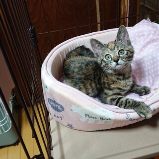 サビキジ2姉妹のお姉ちゃん