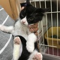 ビーちゃん、里親さま決定