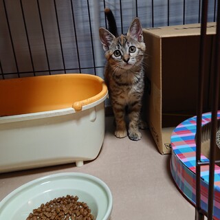 サビキジ2姉妹の妹ちゃん