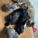 親猫2匹子猫4匹の家族になってあげてください。