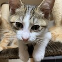 春日部某商業施設仔猫遺棄