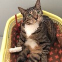 多頭飼育崩壊から保護、ももこ、まること同時募集