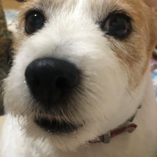 ジャックラッセルテリアのココアです