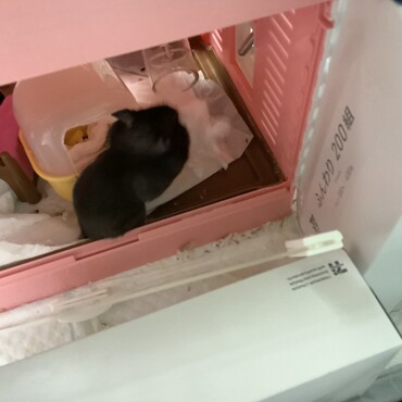 寝床作ってるのぉ〜。