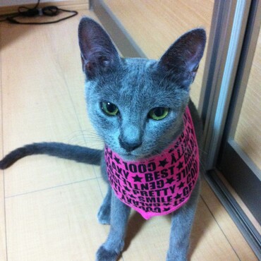 の写真