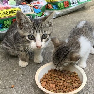 子猫　里親募集